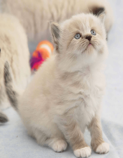 Cats Wallpaer Screenshots 9