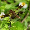 Eastern amber wing dragonfly, female