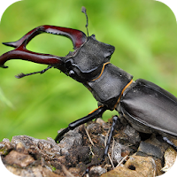 昆虫図鑑 - BugPedia