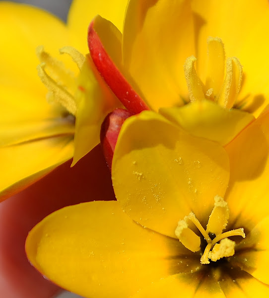 African Corn Lily Project Noah