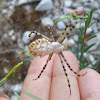 Lobed Argiope spider  (Λοβωτή Αργιόπη)
