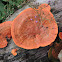 Cinnabar mushroom