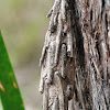 Saunders Case Moth or Bagworm larval stage