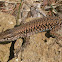 Common Wall Lizard