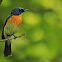 Tickell's Blue Flycatcher