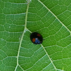 Black lady bug