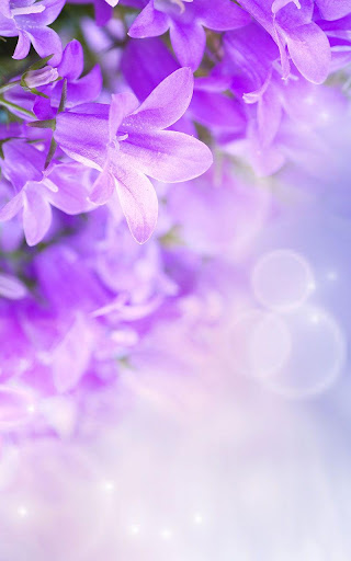 紫丁香花卉動態壁紙