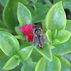 Winter Honeybee