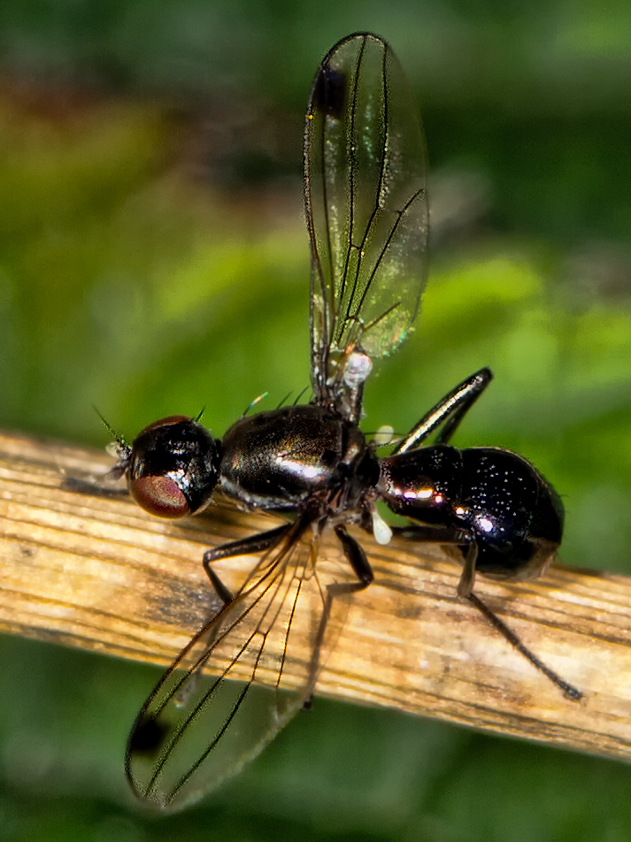 Ant-mimic fly