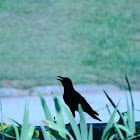 Common Raven (Crow)