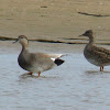 Gadwall Ducks