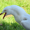 Silver Gull (mature male)