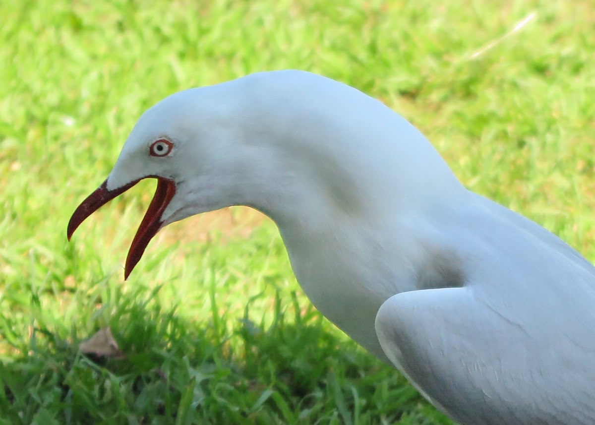 Silver Gull (mature male)