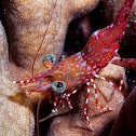 Reticulated hinge-beak shrimp