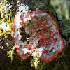 Christmas wreath lichen