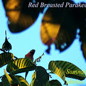 Red breasted parakeet