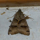 Forage looper moth & moth flies