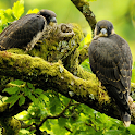 Falcon HD logo