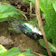 Green Winged Cicada
