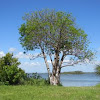 Gumbo limbo tree