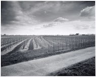 Boomgaarden langs de Linge