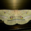 Japanese Silk Moth