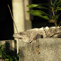 spiny tailed or black iguana