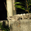 spiny tailed or black iguana