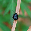 Metallic Blue Flea Beetle