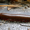 North american millipede