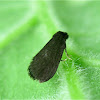 Planthopper Parasite Moth