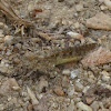 Carinate Locust (Band-winged Grasshopper)