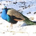 Peacock / Peafowl