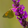 Clouded Yellow Butterfly