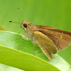 Eufala Skipper or Rice Leaffolder