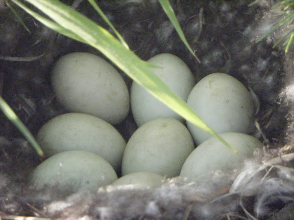 Mallard Duck (eggs and nest) | Project Noah