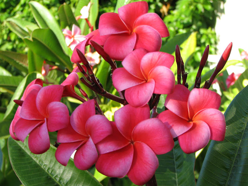 flowers2.jpg