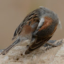 Iago sparrow(male)