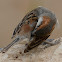 Iago sparrow(male)