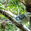 Juvenile Mockingbird