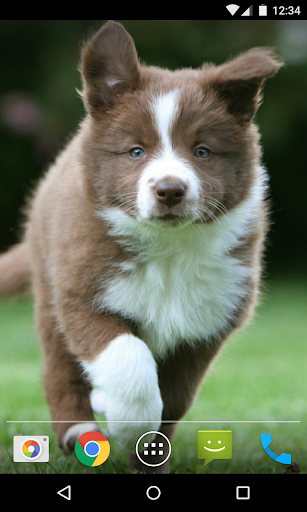 子犬はHQ壁紙