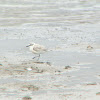 Whitefronted Plover