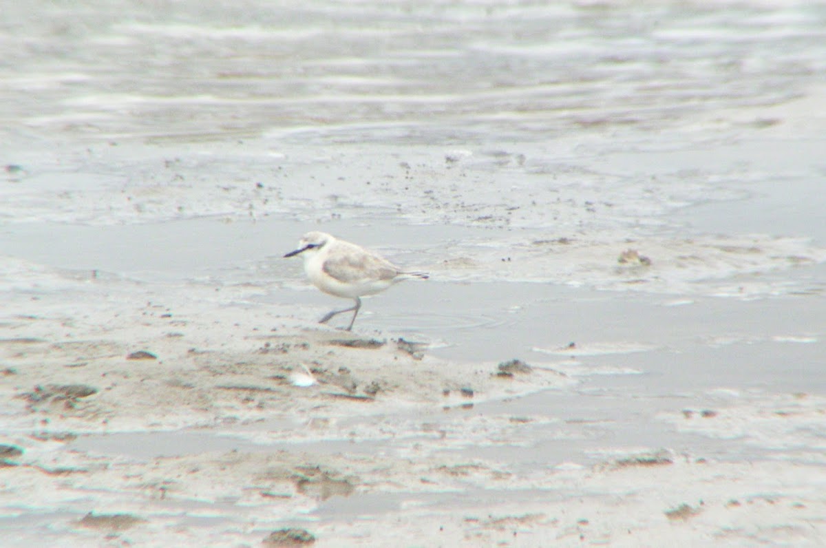 Whitefronted Plover