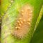 Parasitoided Caterpillar