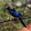 Starling, Ruppell's Long-tailed Starling