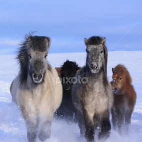 by Áslaug Stefánsdóttir - Animals Horses