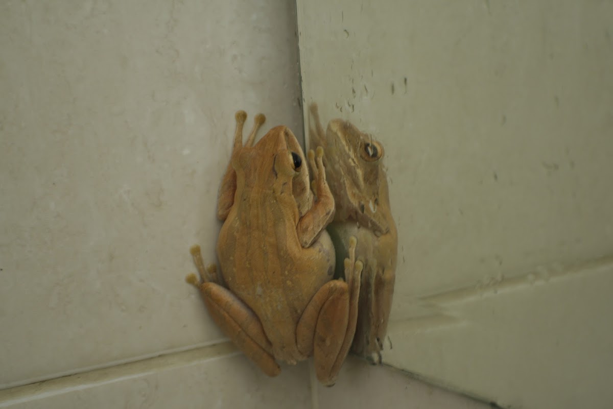 Four-lined Treefrog