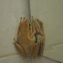 Four-lined Treefrog