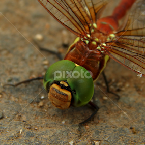 Dragonfly by Mukesh Mishra - Novices Only Macro