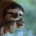 Three-fingered Sloth